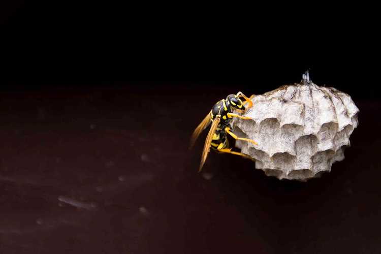 Feature-Removing-a-wasp-nest-how-to.jpg